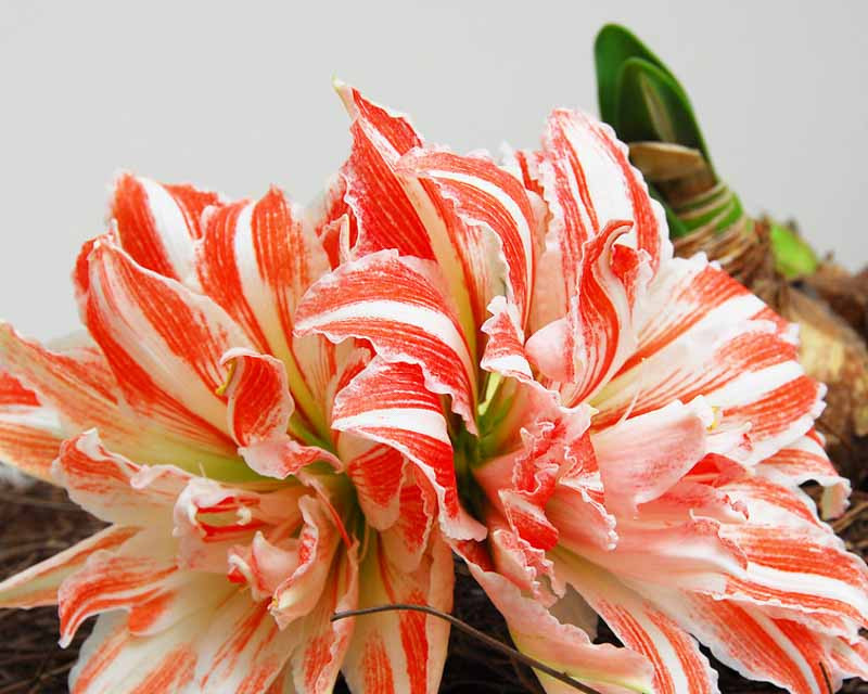 Amaryllis 'Dancing Queen' (Hippeastrum)